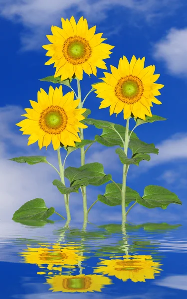 Three Sunflowers — Stock Photo, Image