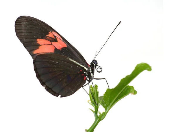 Borboleta — Fotografia de Stock