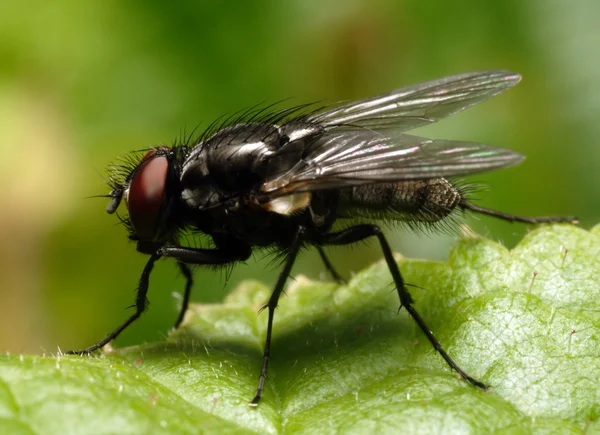 Fly - extremt närbild — Stockfoto