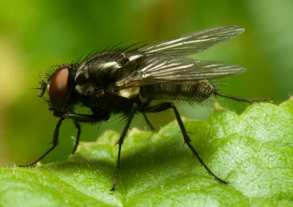 Mouche - extrêmement gros plan — Photo