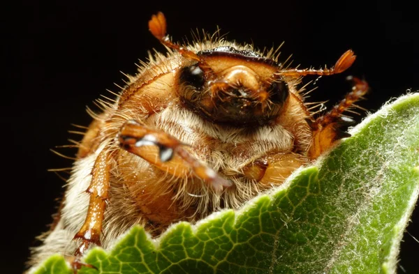 Жук chafer — стокове фото