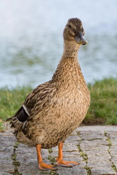 Pato de Mallard — Foto de Stock