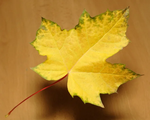 Кленовый лист — стоковое фото