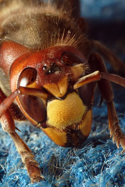 欧洲大黄蜂 — 图库照片