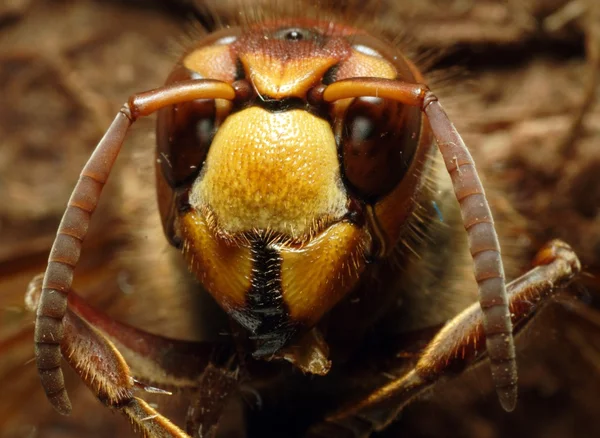 Avrupa hornet — Stok fotoğraf