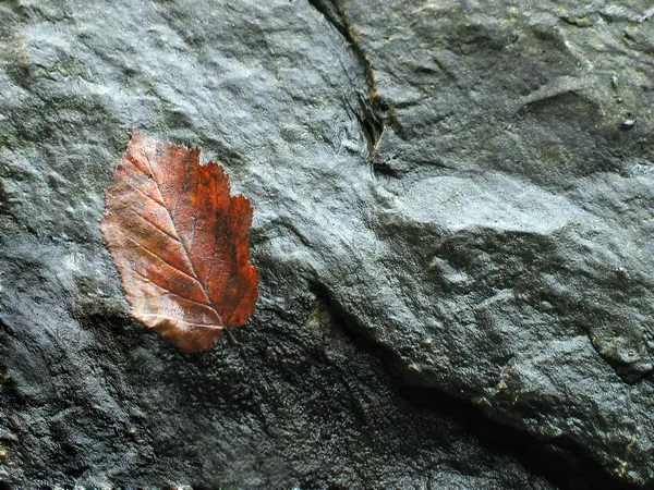 Leaf on stone — Stock Photo, Image