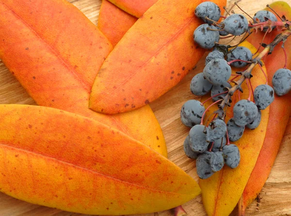 熱帯果実および葉 — ストック写真