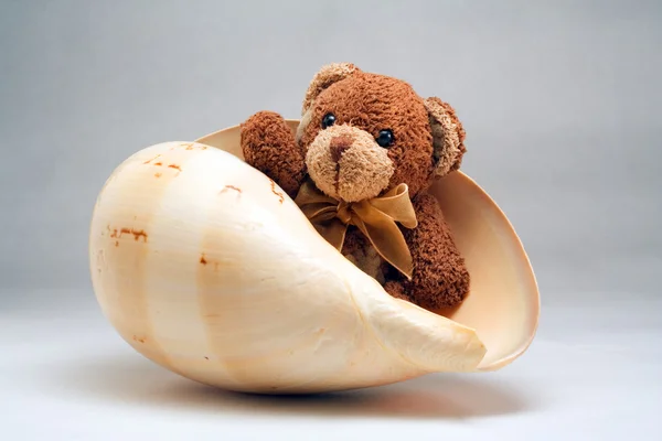 Deniz hayvanı kabuğu içinde ayı — Stok fotoğraf