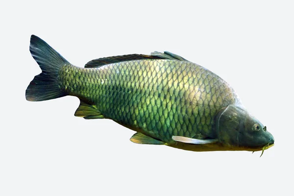 열 대 암초 물고기 — 스톡 사진