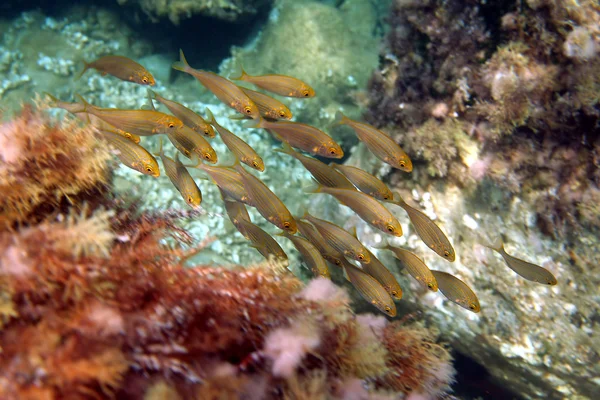 Ławica ryb rafa — Zdjęcie stockowe