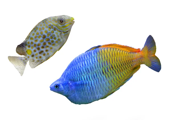 Peixes de recifes tropicais — Fotografia de Stock