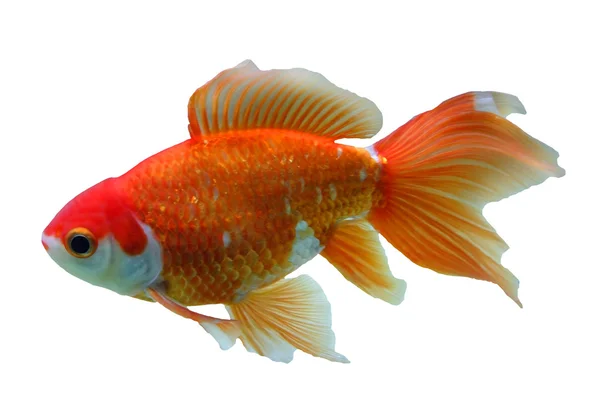 Cute gold fish — Stock Photo, Image