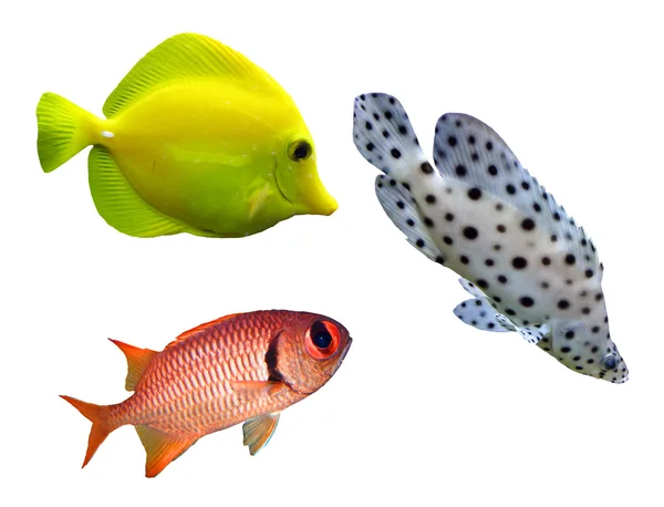 Tropical reef fish — Stock Photo, Image