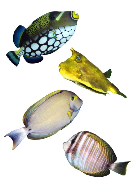 Poissons de récifs tropicaux — Photo