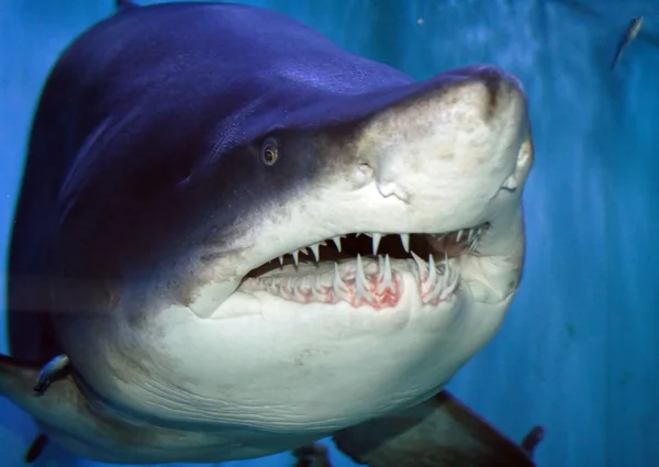 Köpekbalığı — Stok fotoğraf