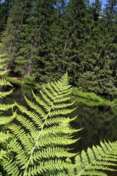 Sword Fern — Stock Photo, Image