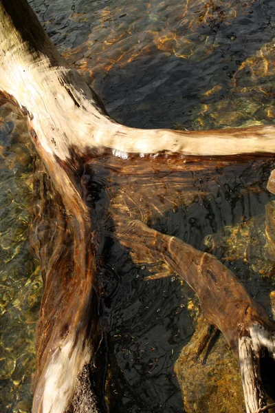 Árbol mortal en Lago Negro —  Fotos de Stock