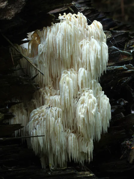 Mushroom Hericium flagellum — Stock Photo, Image