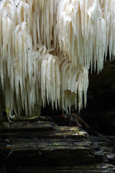 Гриб hericium Джгутик — стокове фото