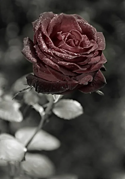 Dunkelrote Rose — Stockfoto