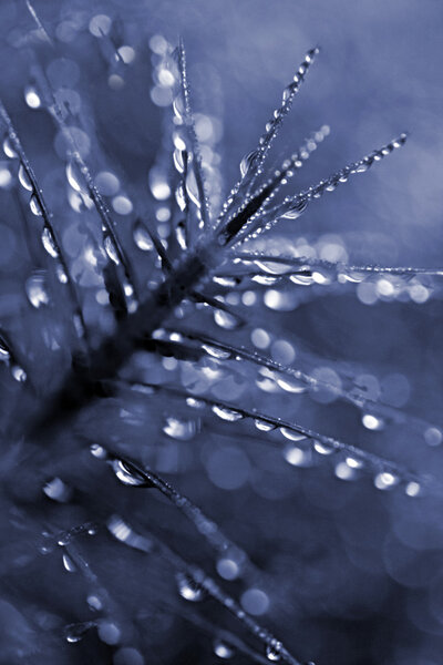 Branch with waterdrops