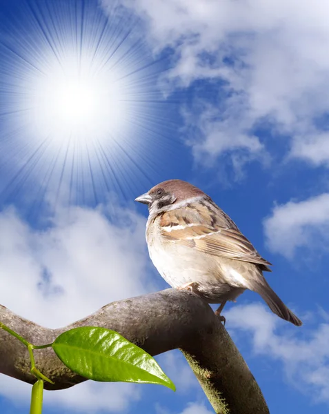 Sparrow — Stock Photo, Image