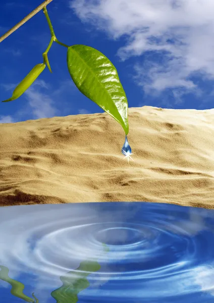 Leaf above water level — Stock Photo, Image