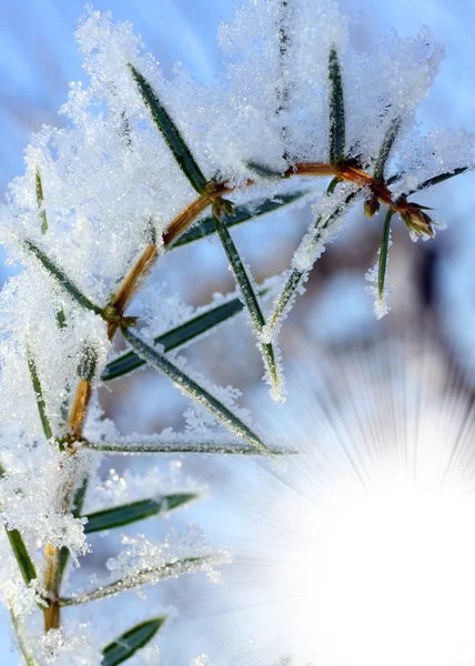 Ramo de abeto em neve — Fotografia de Stock