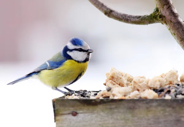 Kohlmeise auf dem Vogeltisch — Stockfoto