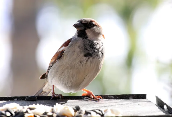 Vrouwelijke sparrow — Stockfoto