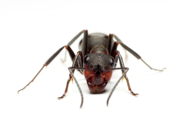Grote bos ant — Stockfoto