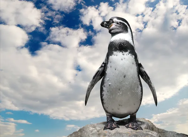 Penguin — Stock Photo, Image