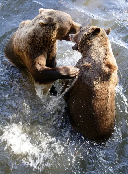 두 곰 — 스톡 사진