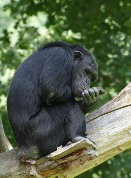 Chimpansee — Stockfoto