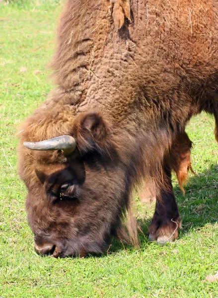 Bison americano em um lugar molhando — Fotografia de Stock