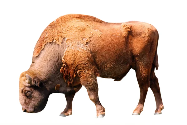 American buffalo — Stock Photo, Image