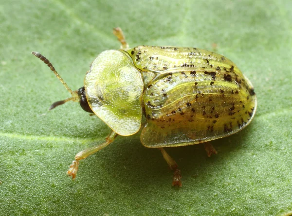 Зеленый жук — стоковое фото