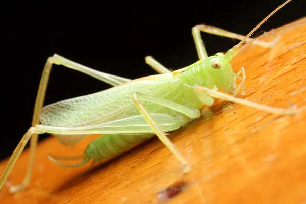 Grasshopper — Stock Photo, Image