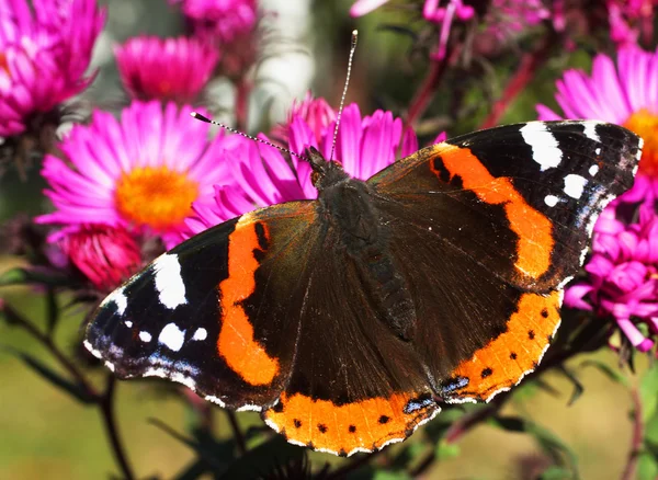Schmetterling vanessa atalanta — Stockfoto