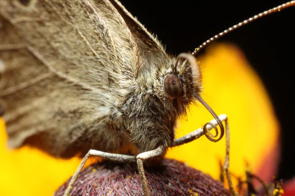 Borboleta — Fotografia de Stock