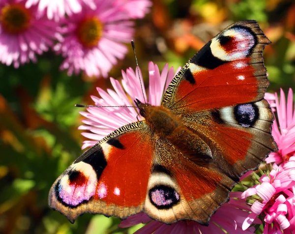 Prachtige Europese vlinder inachis — Stockfoto