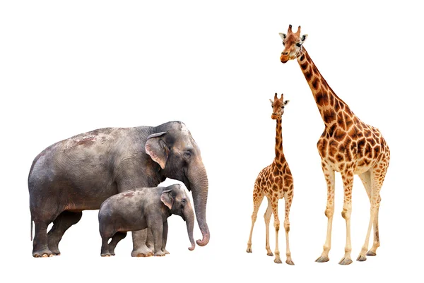 Collection biggest african mammals — Stock Photo, Image