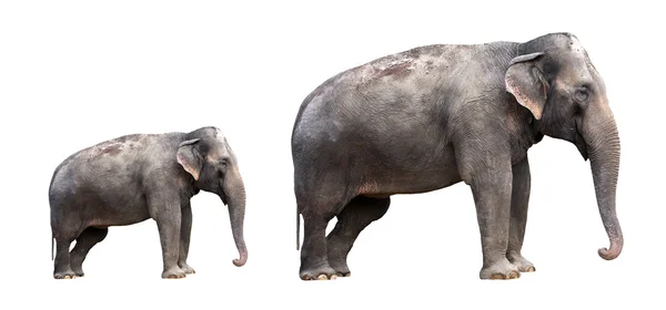 Deux éléphants indiens — Photo