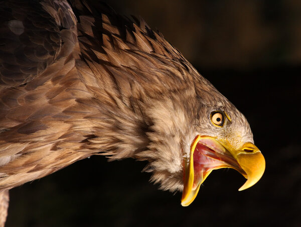 Golden Eagle