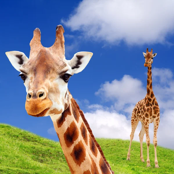 Två giraff — Stockfoto