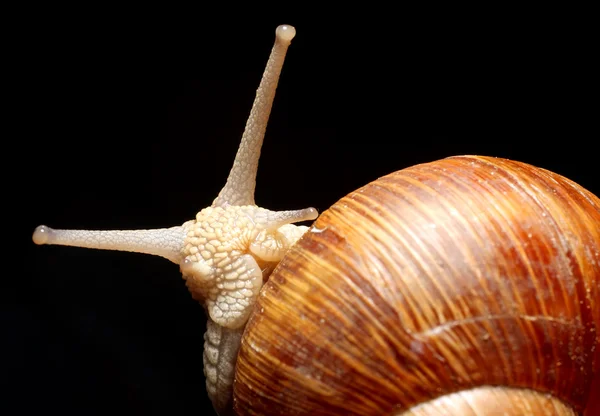 Garden Snail — Stock Photo, Image