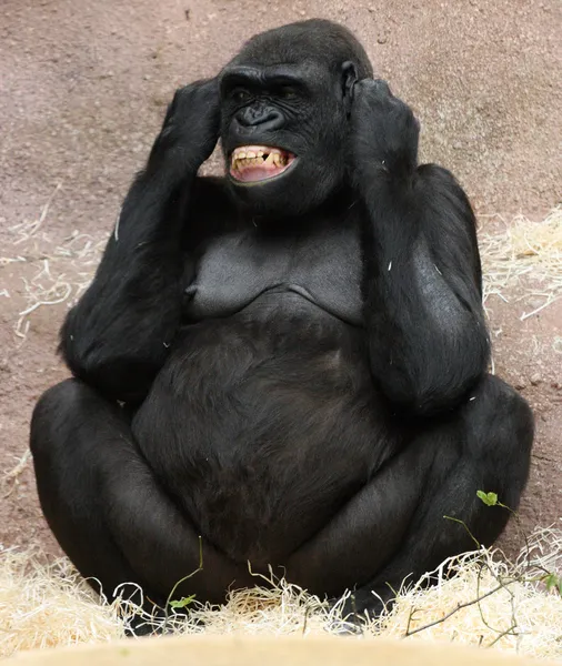 Gorille femelle — Photo