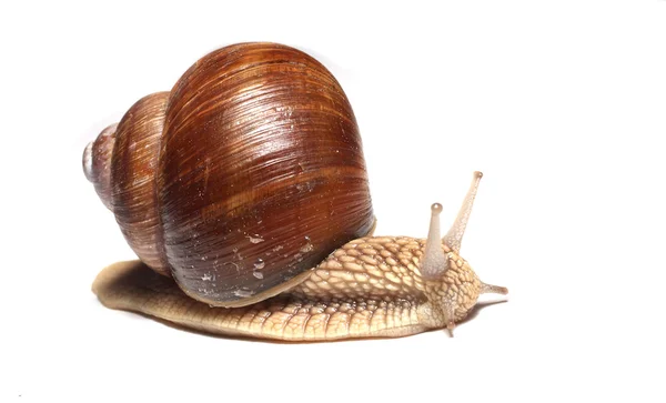 Garden Snail — Stock Photo, Image