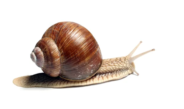 Garden Snail — Stock Photo, Image