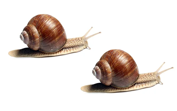 Garden Snails — Stock Photo, Image